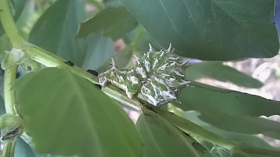 Bruco di bell''aspetto: Apochima flabellaria - Geometridae